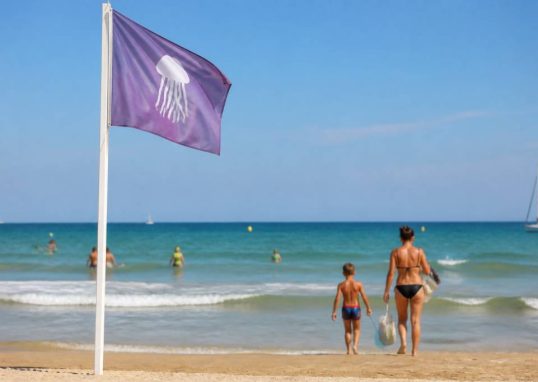 Drapeau plage méduse : signification, dangers et conduite à tenir