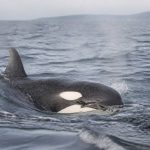 Orque attaque bateau : que faire et comment éviter les risques en mer