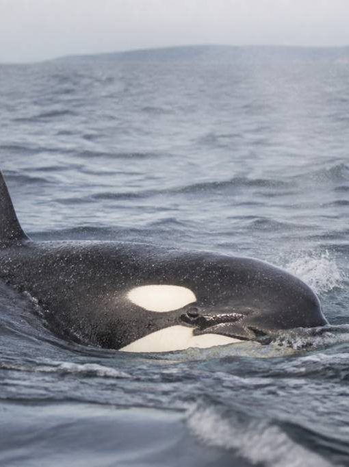 Orque attaque bateau : que faire et comment éviter les risques en mer