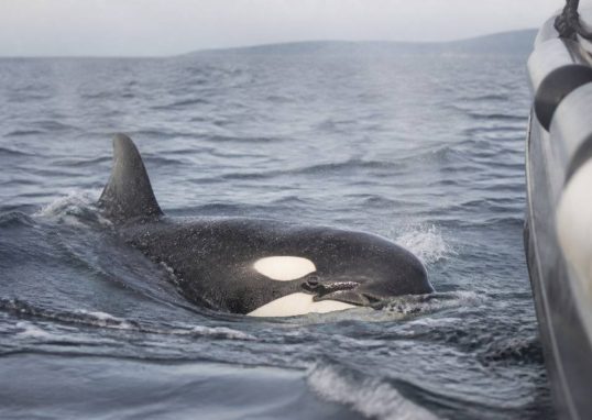 Orque attaque bateau : que faire et comment éviter les risques en mer