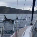 Attaque orques : comment réagir et naviguer en sécurité face à ce risque en mer