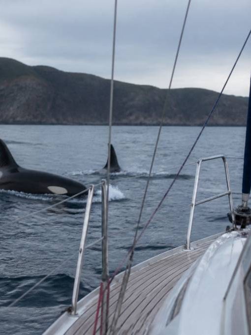 Attaque orques : comment réagir et naviguer en sécurité face à ce risque en mer