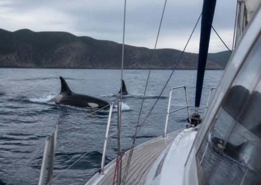 Attaque orques : comment réagir et naviguer en sécurité face à ce risque en mer