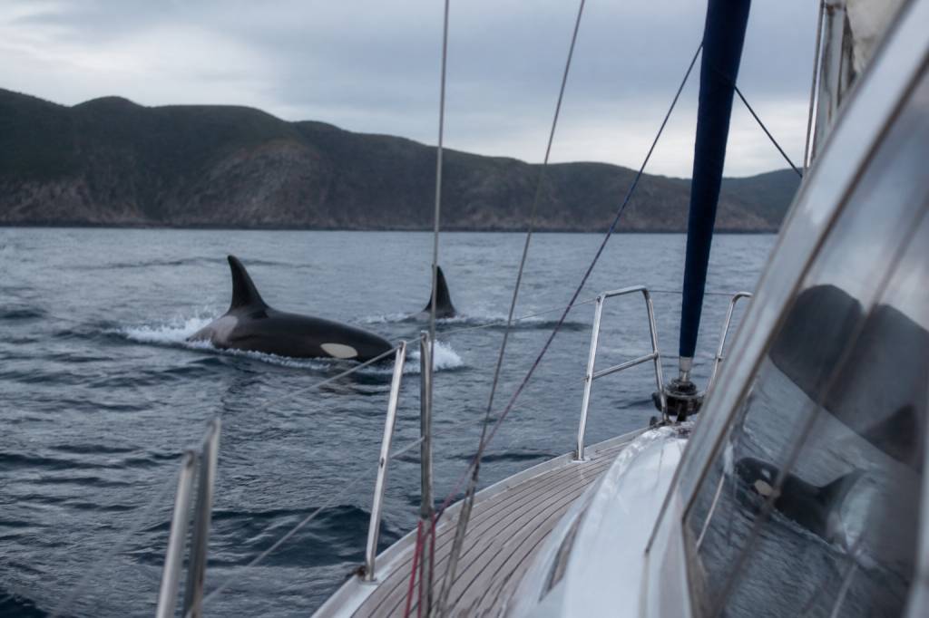 Attaque orques : comment réagir et naviguer en sécurité face à ce risque en mer