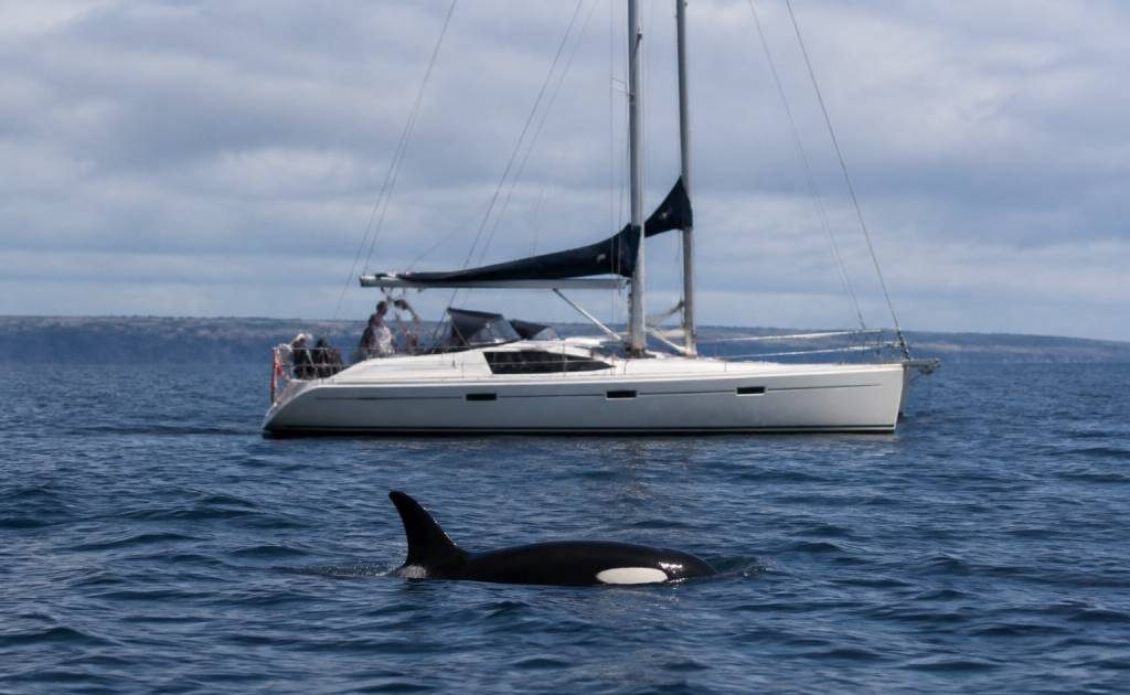 Attaque orque : que faire face à une rencontre en mer ?