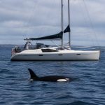 Attaque orque : que faire face à une rencontre en mer ?