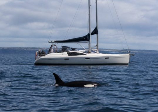 Attaque orque : que faire face à une rencontre en mer ?