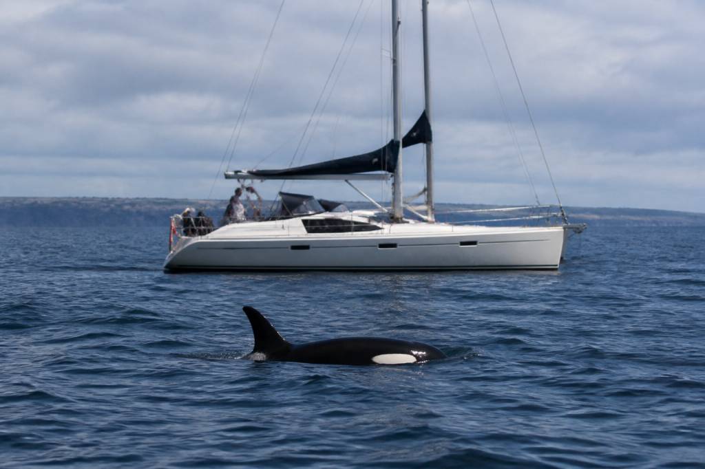 Attaque orque : que faire face à une rencontre en mer ?