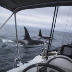 Orques attaque bateau : comment réagir face à une rencontre en mer (sécurité et prévention)