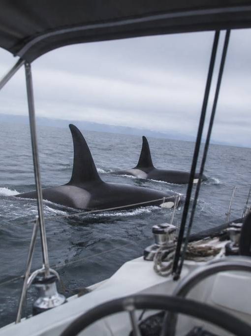 Orques attaque bateau : comment réagir face à une rencontre en mer (sécurité et prévention)