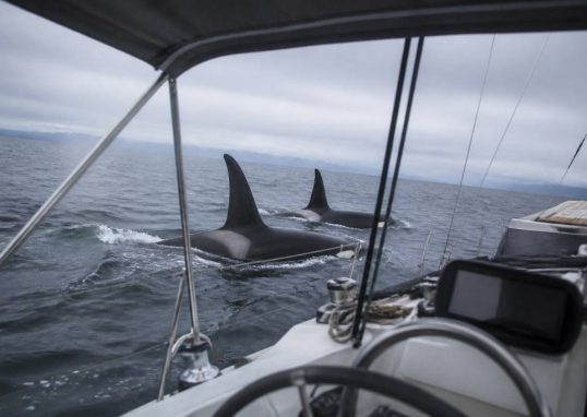 Orques attaque bateau : comment réagir face à une rencontre en mer (sécurité et prévention)