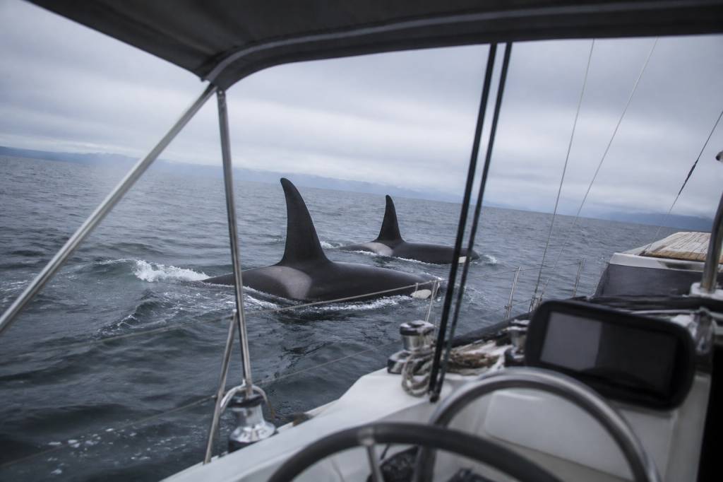 Orques attaque bateau : comment réagir face à une rencontre en mer (sécurité et prévention)